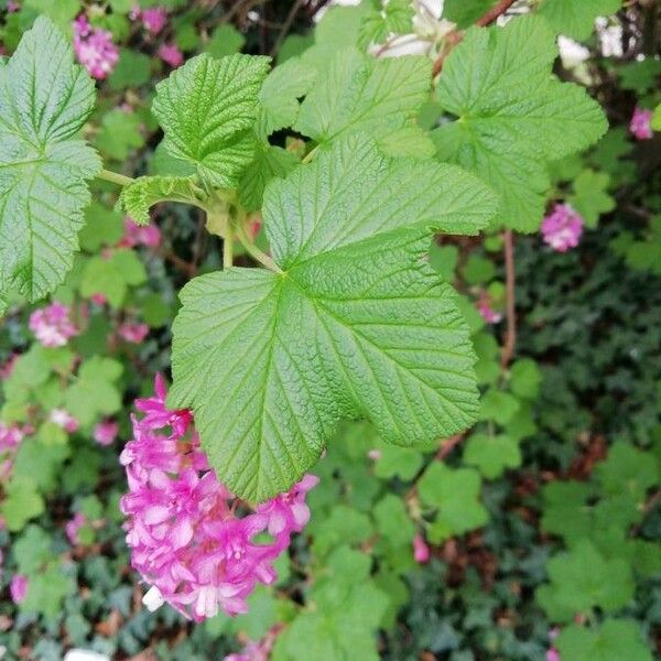 Ribes sanguineum 花