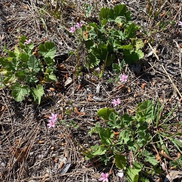 Erodium chium Flower