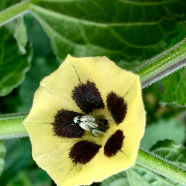 Physalis peruviana Flor