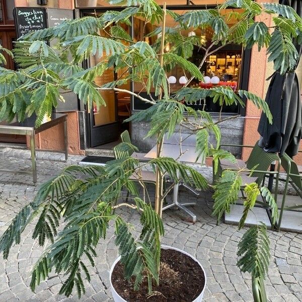 Albizia julibrissin Habit