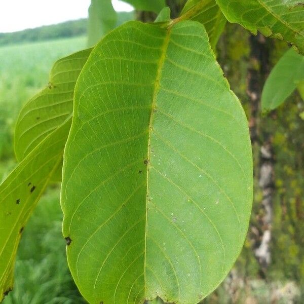 Juglans regia Lapas