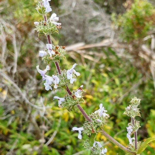 Salvia mellifera 花