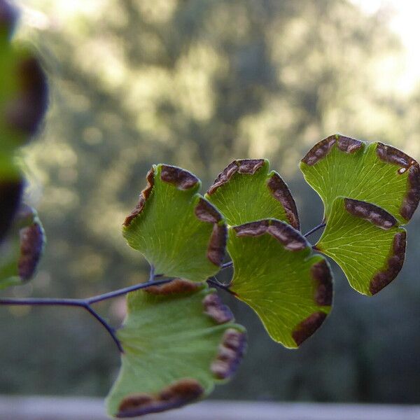 Adiantum capillus-veneris Frukt