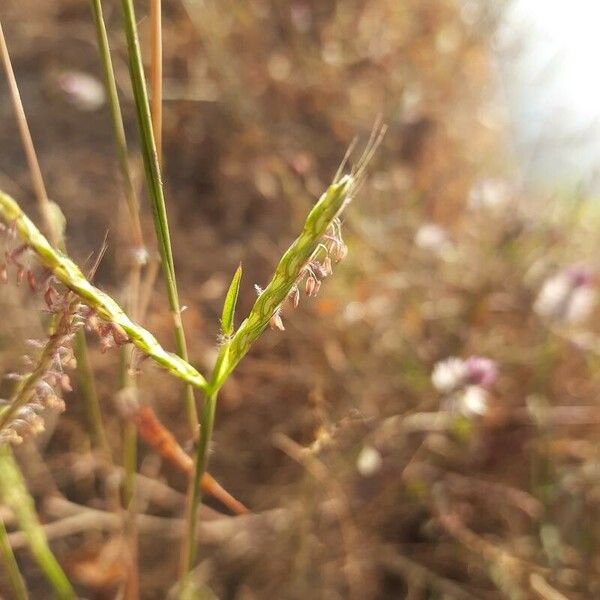 Andropogon distachyos Flower