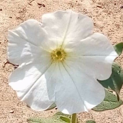 Petunia axillaris Cvet