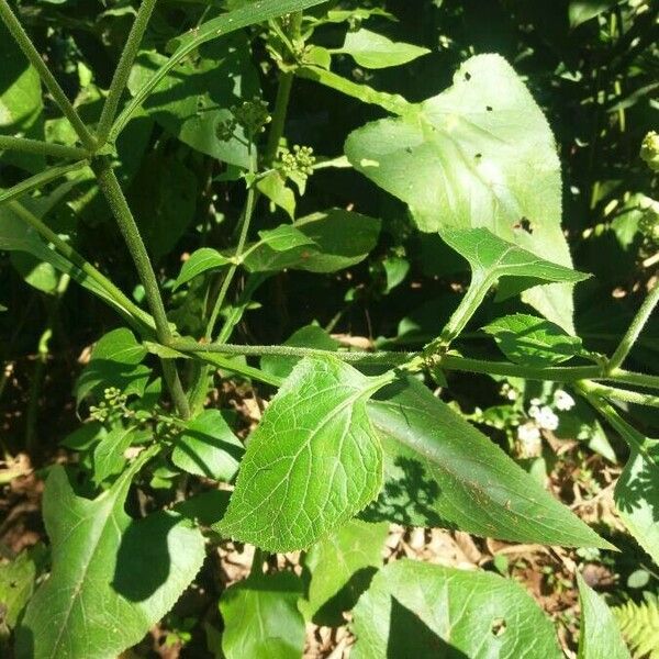 Montanoa hibiscifolia Blad