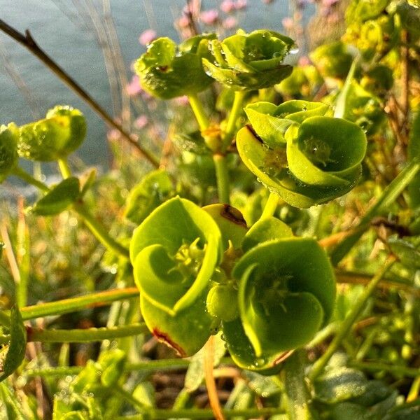 Euphorbia portlandica Цветок