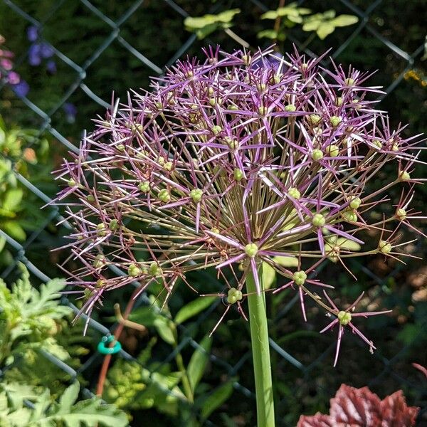 Allium cristophii Habit