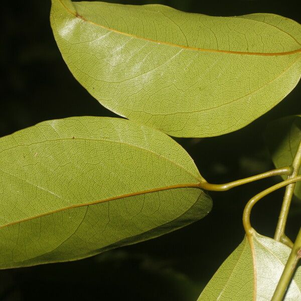 Anomospermum reticulatum पत्ता