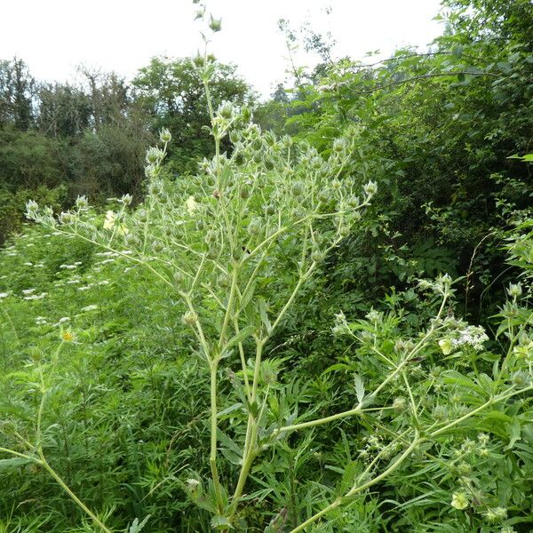 Potentilla recta Yeri