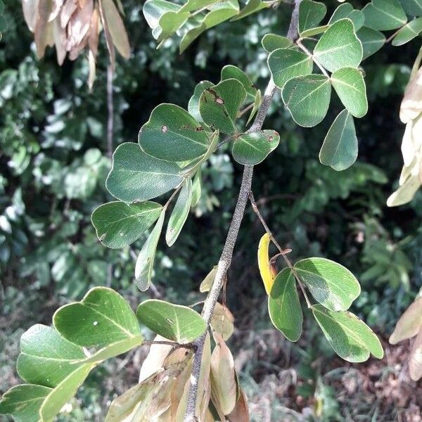 Haematoxylum campechianum ᱥᱟᱠᱟᱢ