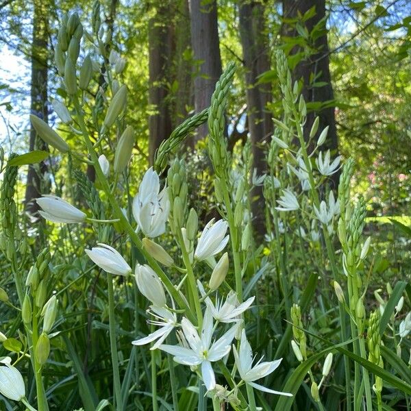 Camassia quamash Flor