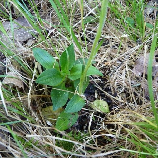 Goodyera repens পাতা