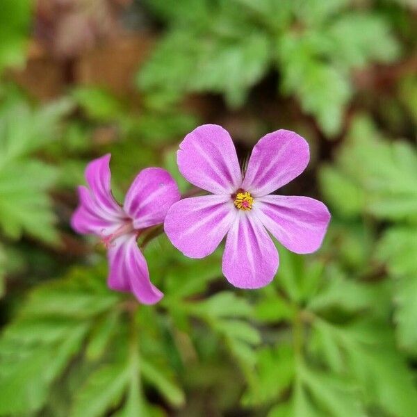 Geranium purpureum फूल