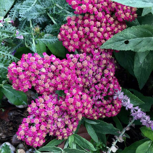 Spiraea japonica Flors