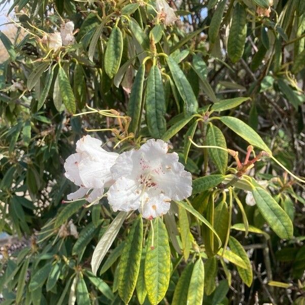 Rhododendron arboreum ᱮᱴᱟᱜ