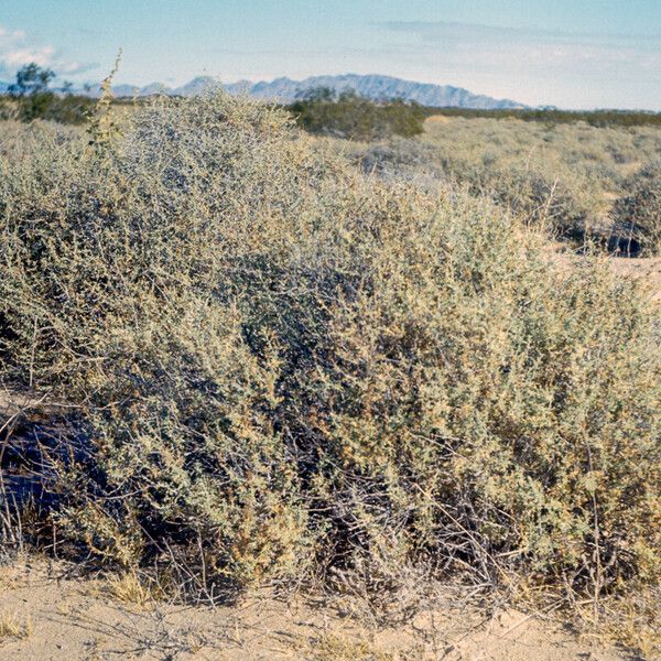 Atriplex canescens Leaf