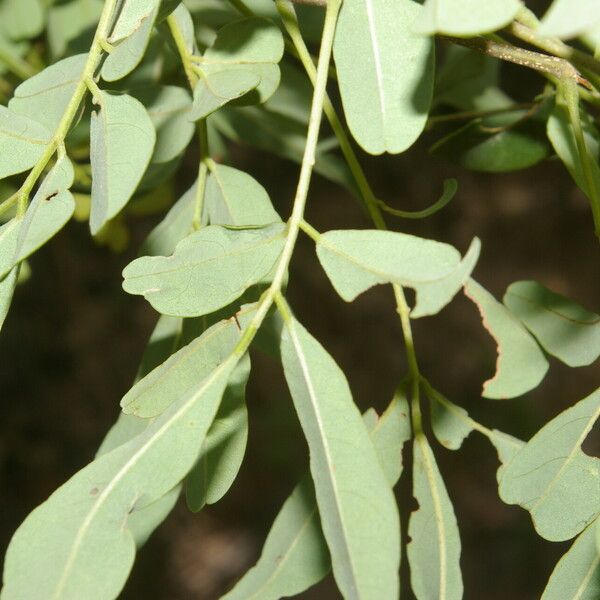 Lonchocarpus lanceolatus Levél