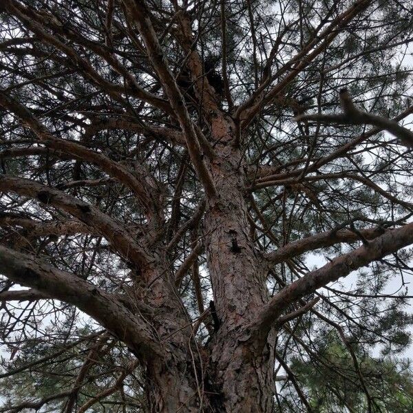 Pinus sylvestris Habitus