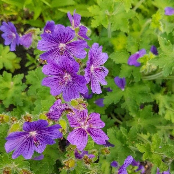 Geranium ibericum Kukka