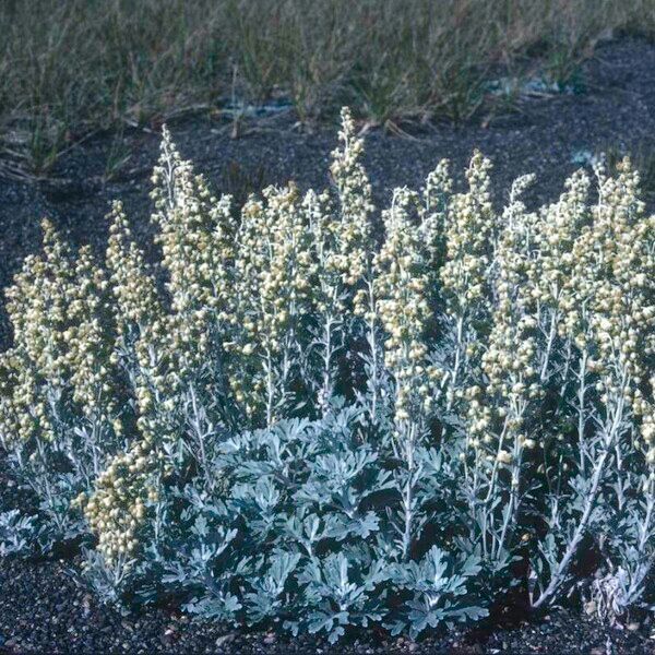 Artemisia stelleriana Flower