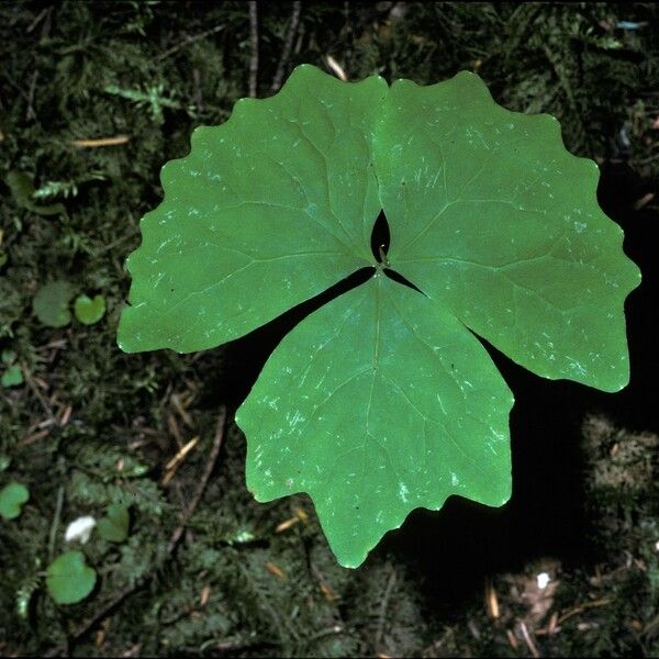 Achlys triphylla Blatt