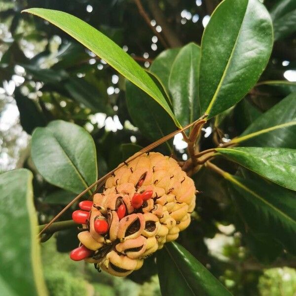 Magnolia virginiana Vrucht