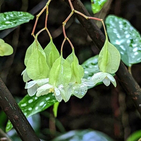 Begonia × albopicta Žiedas
