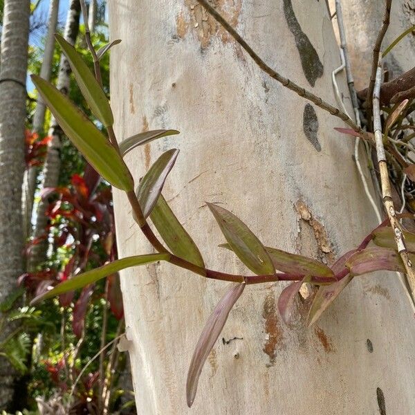 Epidendrum ibaguense Feuille