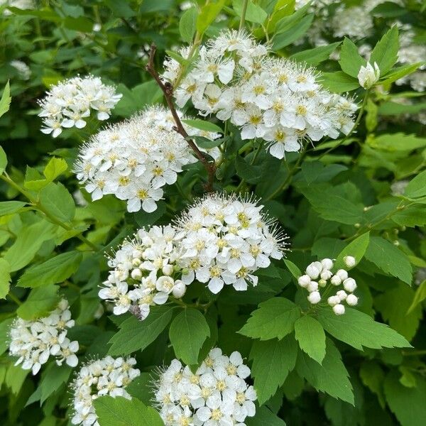 Spiraea chamaedryfolia 花