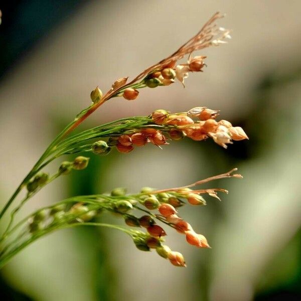 Panicum miliaceum Folio