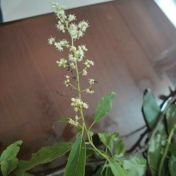 Ehretia acuminata Květ