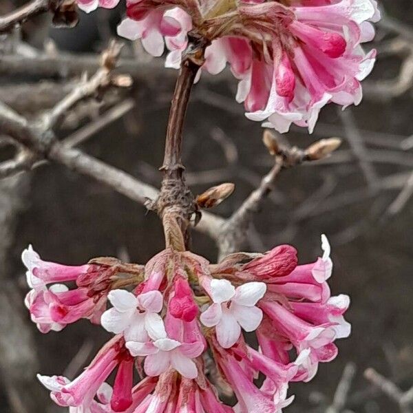 Viburnum farreri Fiore