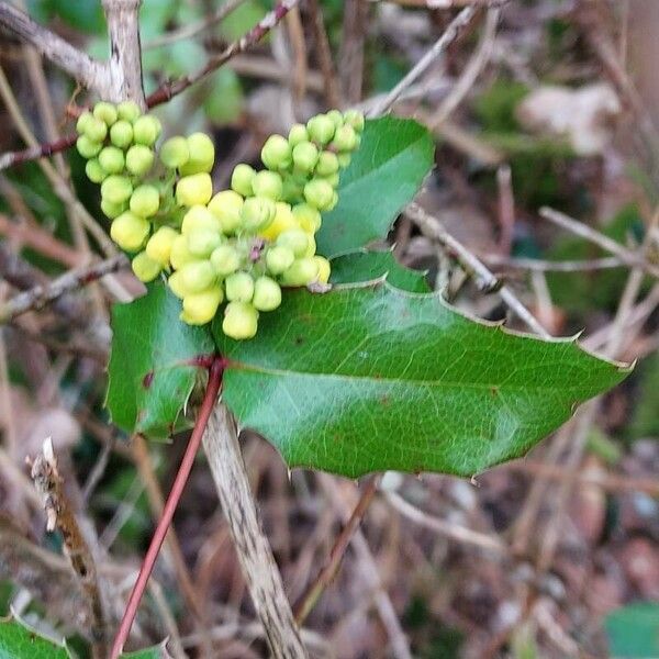 Mahonia aquifolium Квітка