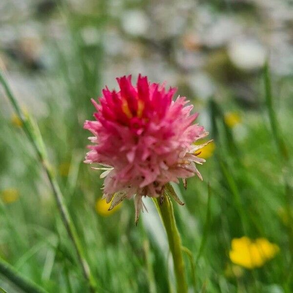 Gymnadenia corneliana Kukka