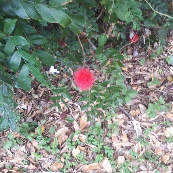 Calliandra haematocephala Fiore