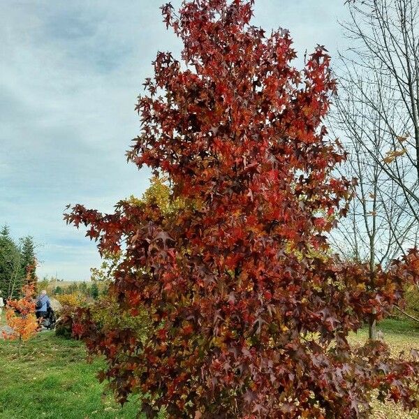 Liquidambar styraciflua Costuma