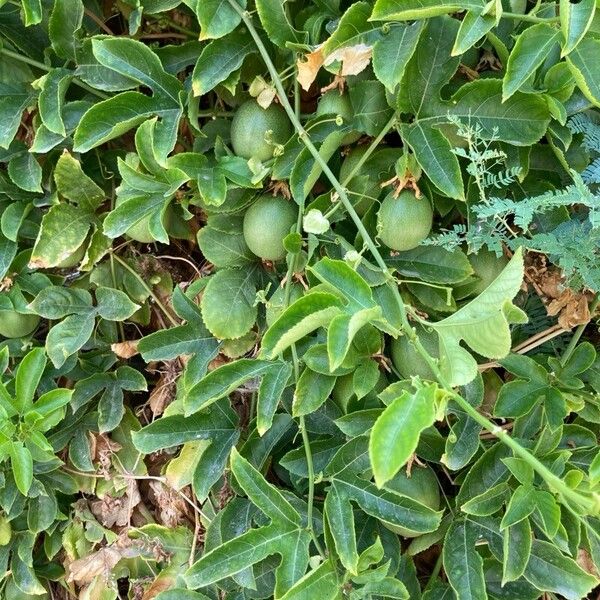 Passiflora edulis Fulla