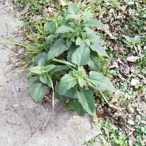 Scrophularia auriculata Fuelha