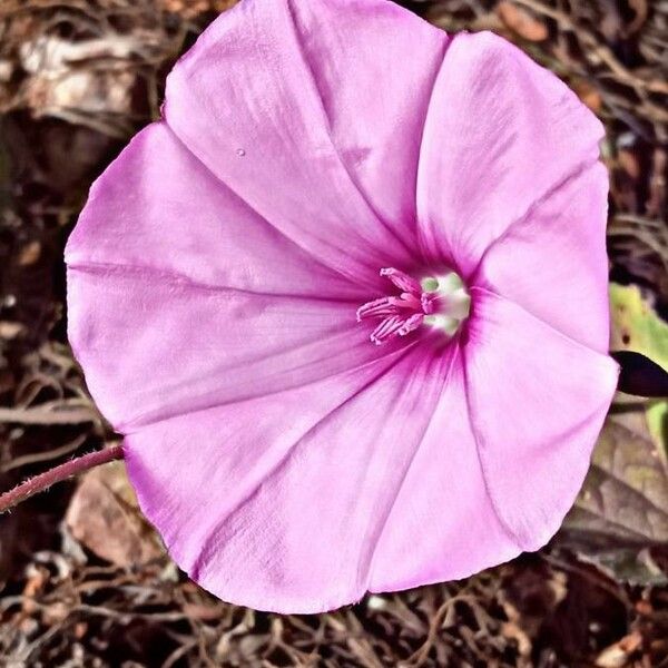 Convolvulus althaeoides 花