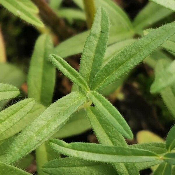 Scutellaria baicalensis 葉