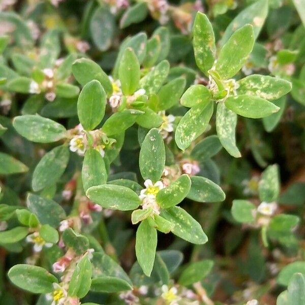 Polygonum aviculare Folha