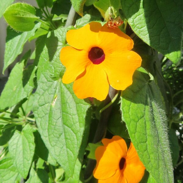 Thunbergia alata Кветка