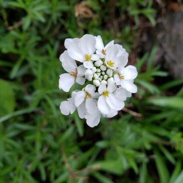 Iberis sempervirens Квітка