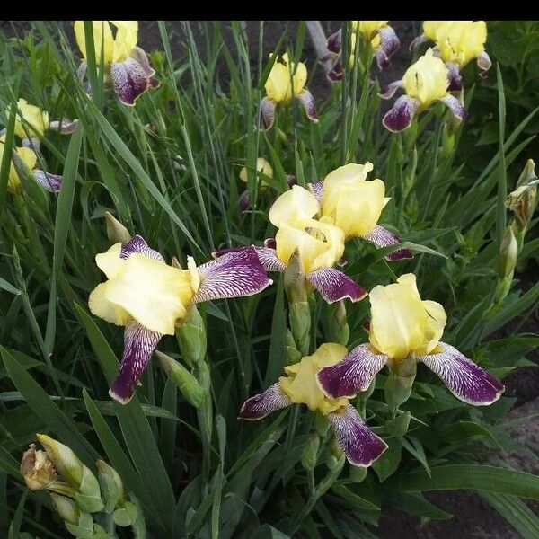 Iris variegata Flower