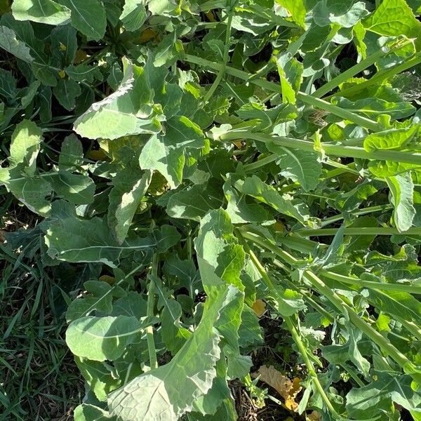 Brassica napus Blad