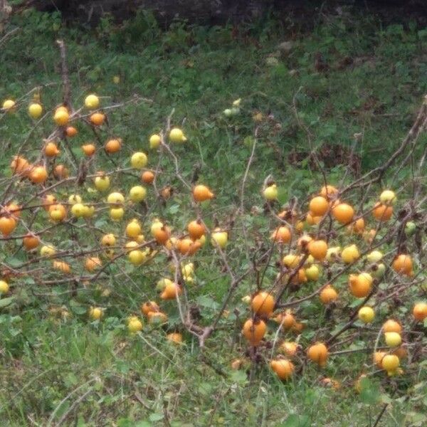 Solanum mammosum Frucht