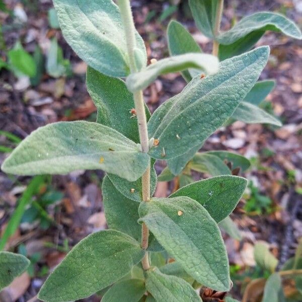 Cistus albidus List