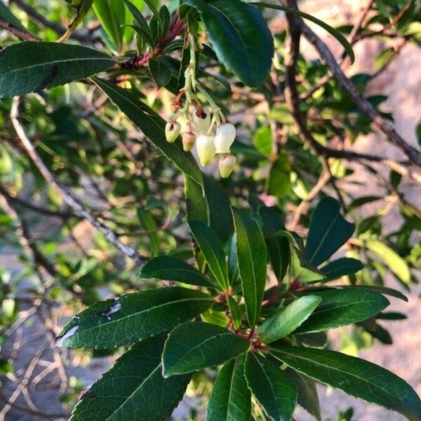 Arbutus unedo Цвят