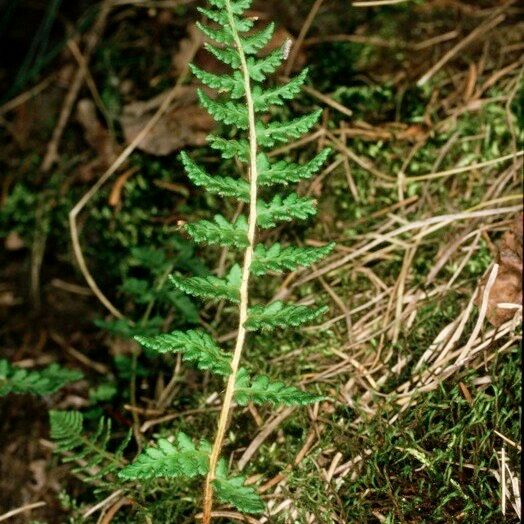 Woodsia ilvensis عادت داشتن